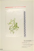 藏品(網石蓴)的圖片