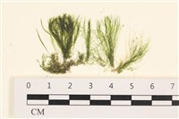 藏品(筋條石髮)的圖片