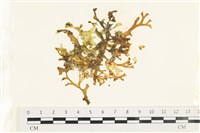 藏品(鹿角網地藻)的圖片