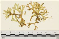 藏品(鹿角網地藻)的圖片