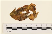 藏品(袋苔, 囊藻)的圖片