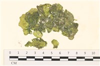 藏品(網球藻)的圖片