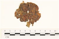 藏品(袋苔, 囊藻)的圖片