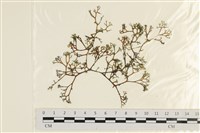 藏品(刺叉網地藻)的圖片