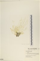 藏品(網石蓴)的圖片