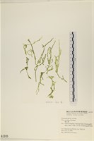 藏品(網石蓴)的圖片