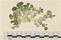 藏品(大葉海仙人掌, 大葉仙掌藻)的圖片