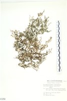 藏品(網胰藻)的圖片