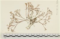 藏品(鹿角網地藻)的圖片