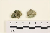 藏品(網球藻)的圖片