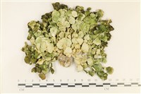 藏品(大葉海仙人掌, 大葉仙掌藻)的圖片