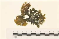 藏品(浮網藻, 肋葉藻)的圖片