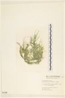 藏品(筋條石髮)的圖片