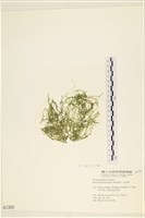 藏品(筋條石髮)的圖片