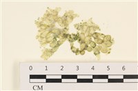 藏品(法囊藻)的圖片