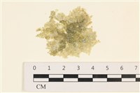 藏品(法囊藻)的圖片