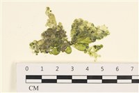 藏品(法囊藻)的圖片