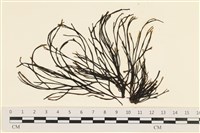 藏品(小毛孢藻, 小鹿角苔)的圖片