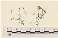 藏品(線形硬毛藻, 卷絲綠苔)的圖片