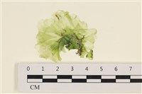 藏品(茶花石蓴, 牡丹菜)的圖片