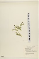 藏品(盾葉蕨藻)的圖片