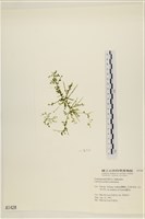 藏品(盾葉蕨藻)的圖片