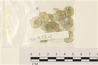 藏品(傘藻)的圖片