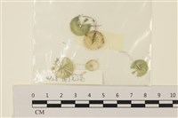 藏品(傘藻)的圖片