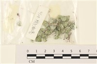 藏品(傘藻)的圖片