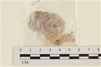 藏品(單球法囊藻)的圖片