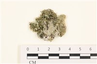 藏品(網球藻)的圖片