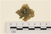 藏品(黑葉小網藻)的圖片