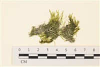 藏品(大羽藻)的圖片