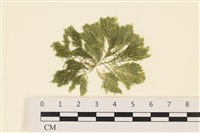 藏品(伸展剛毛藻)的圖片