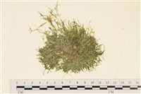 藏品(指枝藻)的圖片