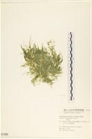 藏品(指枝藻)的圖片