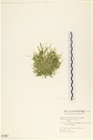 藏品(指枝藻)的圖片