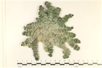 藏品(瘤枝藻)的圖片