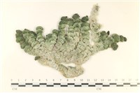 藏品(瘤枝藻)的圖片