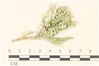 藏品(盤狀仙掌藻)的圖片