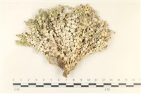 藏品(仙掌藻, 海仙人掌)的圖片