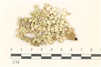 藏品(仙掌藻, 海仙人掌)的圖片