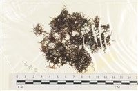 藏品(鹿角網地藻)的圖片