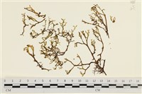 藏品(鹿角網地藻)的圖片