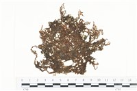 藏品(網胰藻)的圖片