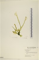 藏品(長片石蓴, 裂片石蓴)的圖片