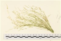 藏品()的圖片