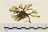 藏品(網目藻)的圖片