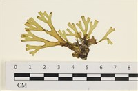 藏品(網目藻)的圖片
