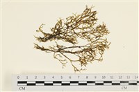 藏品(鹿角網地藻)的圖片